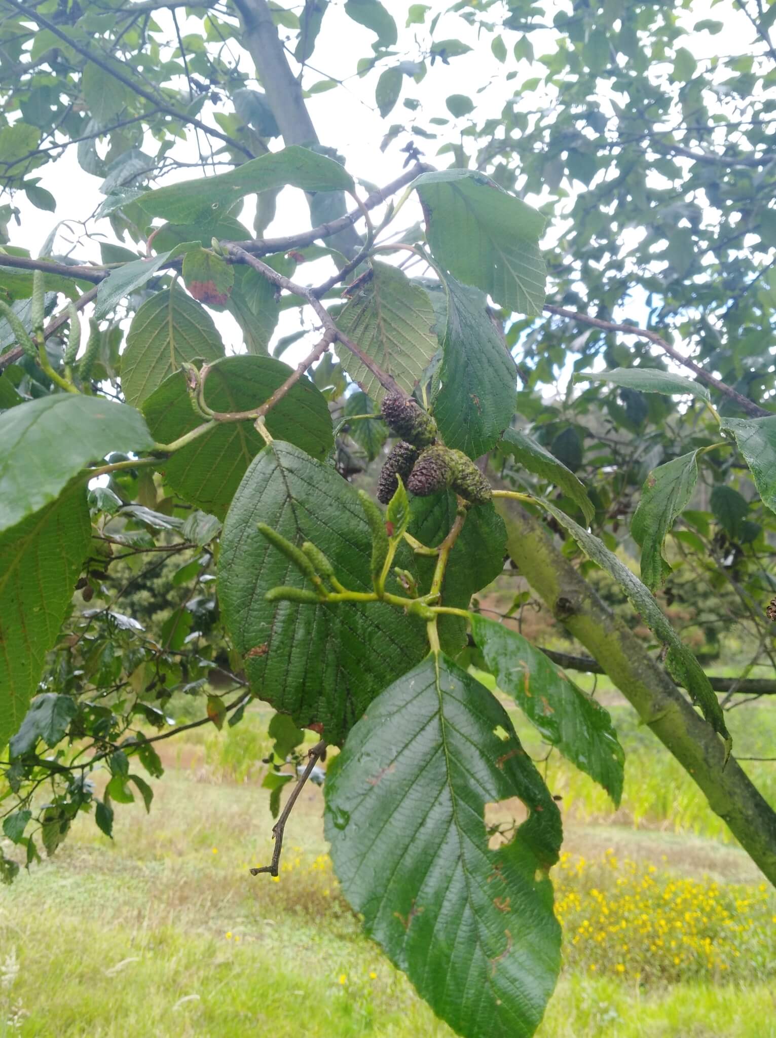 Alnus acuminata